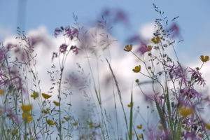 Blumenwiese, Gräser und Kuckucks-Lichtnelke Blumenwiese, Gräser und Kuckucks-Lichtnelke
